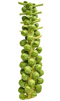 A stalk of brussels sprouts